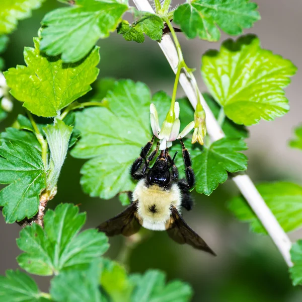 Abeja de bacalao —  Fotos de Stock