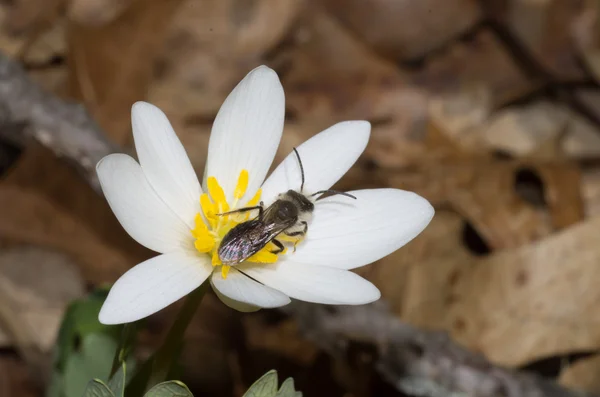 Bloodroot çiçek ve arı — Stok fotoğraf