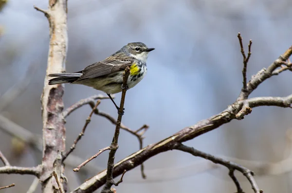 Yellow-Rumped Warbler — Stock Photo, Image