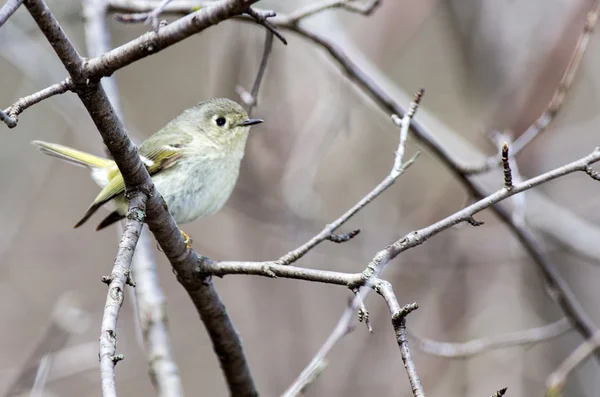 Kinglet con corona de rubí — Foto de Stock