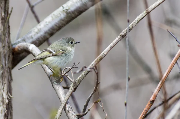 Ruby-Crowned Kinglet — Stock Photo, Image