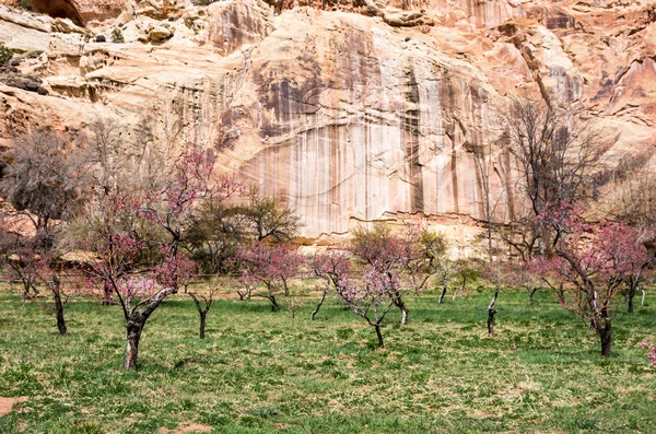 Obstgarten am Capitol Reef Nationalpark — Stockfoto