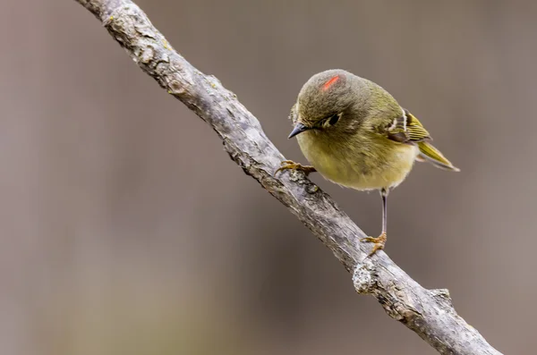 Rödkronad kungsfågel — Stockfoto