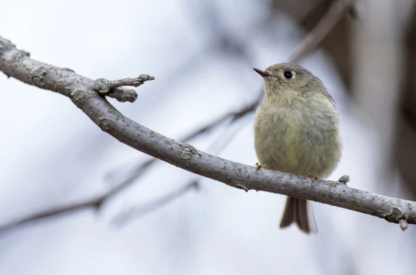 Ruby-στεμμένος kinglet — Φωτογραφία Αρχείου