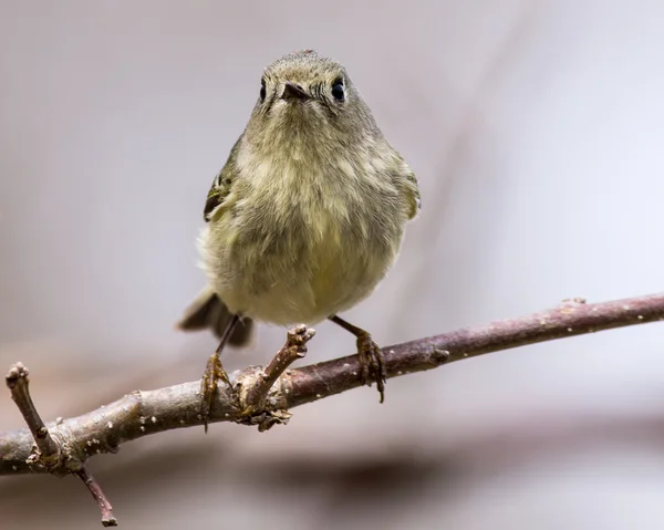 Ruby-Crowned Kinglet — Stock Photo, Image