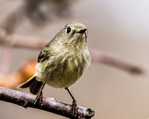 Ruby-Crowned Kinglet — Stock Photo, Image