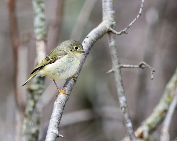 Kinglet con corona de rubí — Foto de Stock