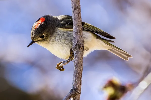 Ruby koronowany kinglet — Zdjęcie stockowe