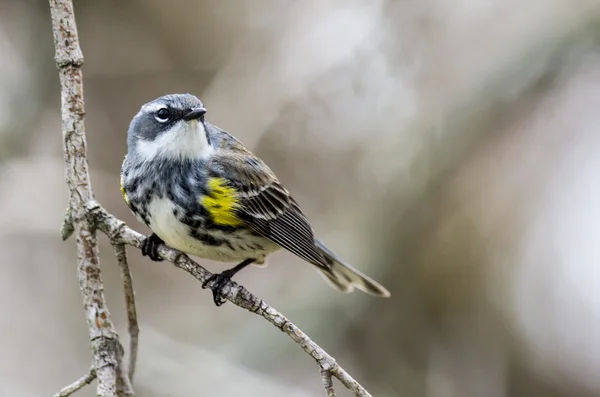 Warbler amarelo-rumped — Fotografia de Stock