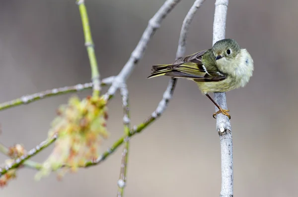 Ruby-Crowned Kinglet — Stock Photo, Image