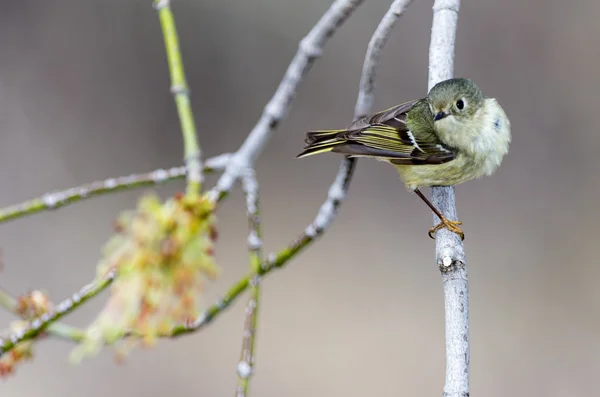 Kinglet couronné de rubis — Photo