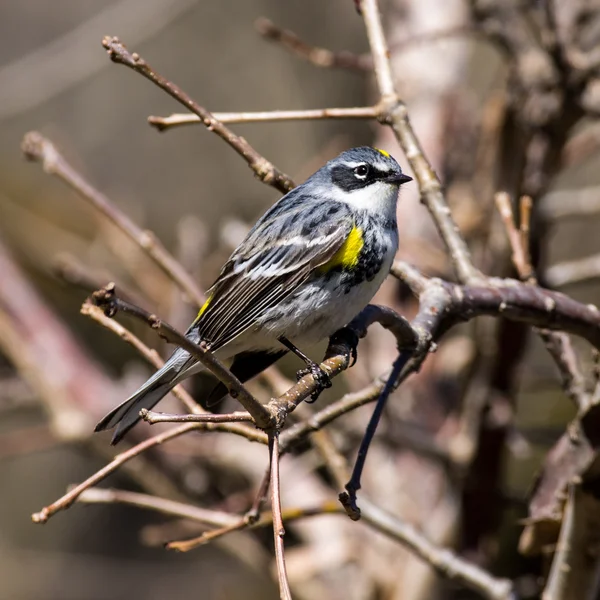 Warbler amarelo-rumped — Fotografia de Stock