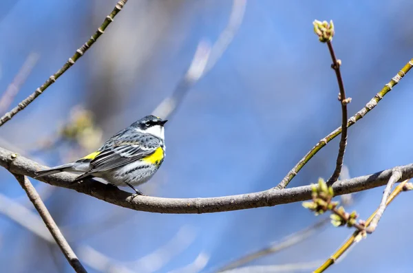 Warbler amarelo-rumped — Fotografia de Stock