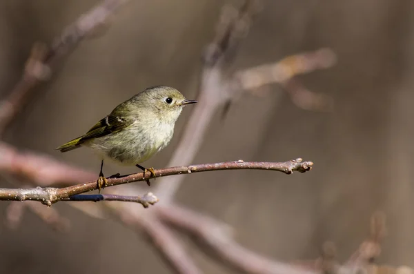 Kinglet couronné de rubis — Photo