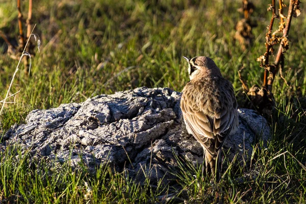 Horned Lark — Stock Photo, Image