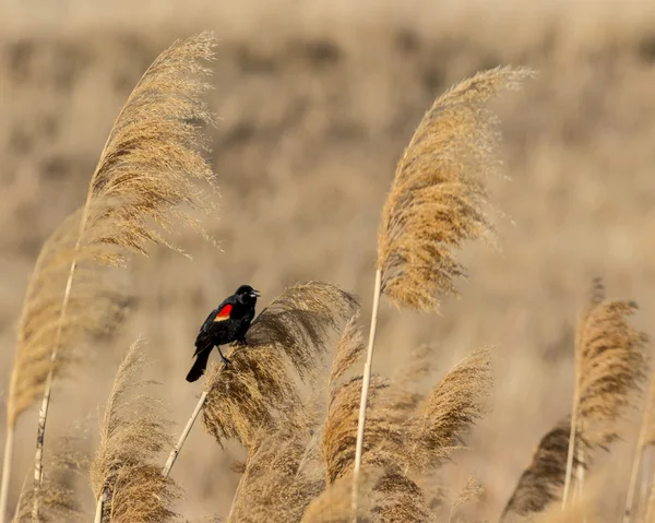 Kırmızı - kanatlı karakuş — Stok fotoğraf