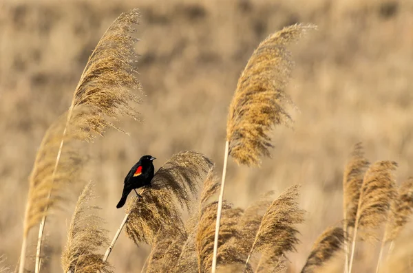Pássaro-preto-de-asa-vermelha — Fotografia de Stock