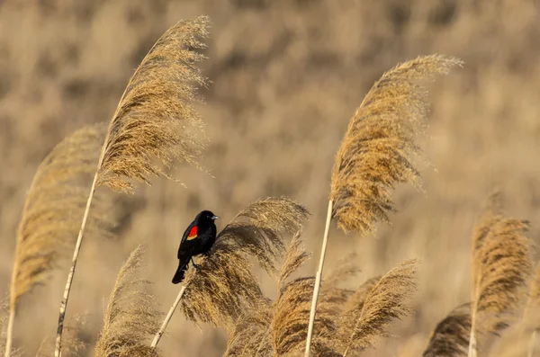 红翼黑鸟 — 图库照片