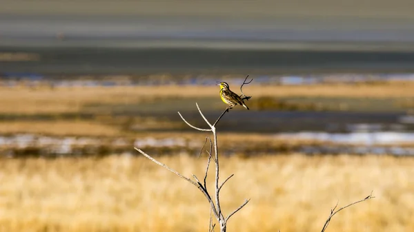 Western Meadowlark Perched on a Tree — Stock Photo, Image