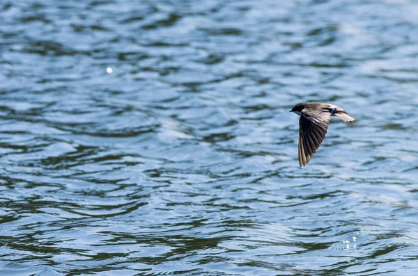 Tree Swallow över vattnet — Stockfoto