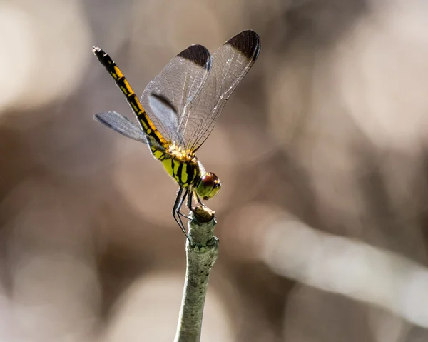 Green and Yellow Dragonfly — Stock Photo, Image