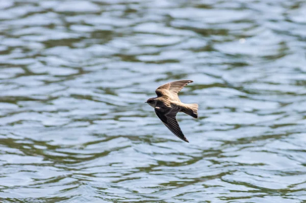 Tree Swallow över vattnet — Stockfoto