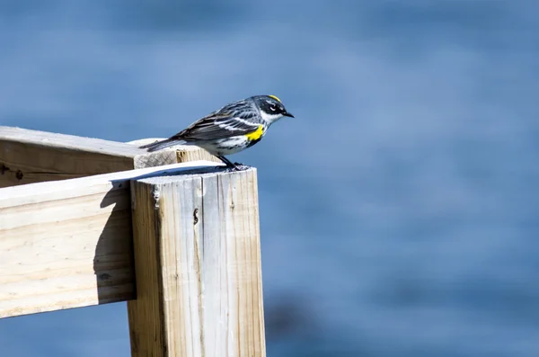 Yellow-Rumped Warbler Perched on a Railing — Stock Photo, Image