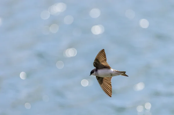 Tree Swallow över vattnet — Stockfoto