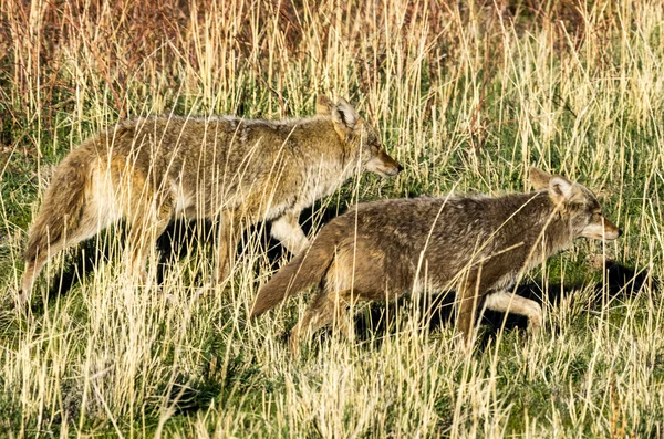 Coyotes op jacht — Stockfoto