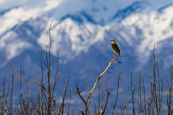 Batı Meadowlark ağaca tünemiş — Stok fotoğraf