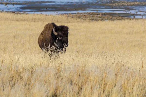 Bisonte en la isla de Antelope —  Fotos de Stock