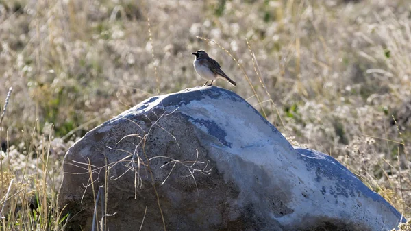 Horned Lark — Stock Photo, Image