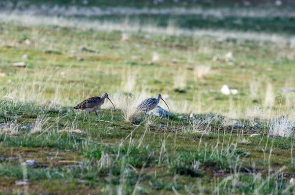 Рахунок виставляється довгий Curlew — стокове фото