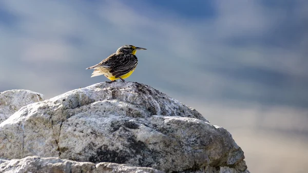 Western Meadowlark — Stock Photo, Image