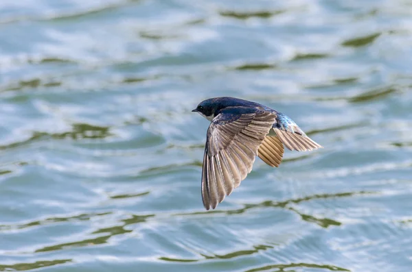 Tree Swallow över vattnet — Stockfoto