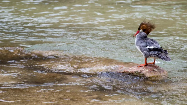 Galinhas Merganser comuns — Fotografia de Stock