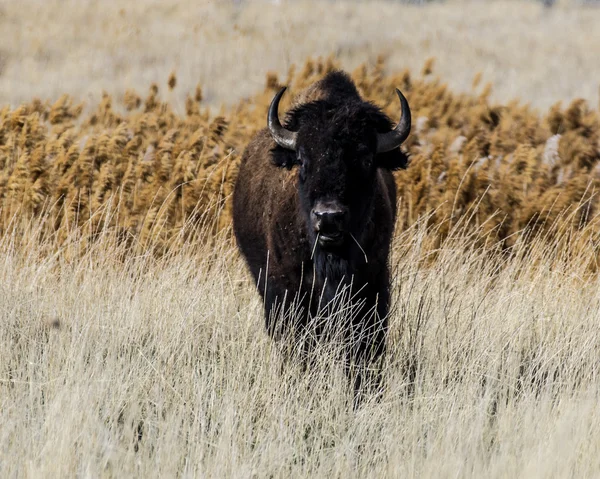 Bison på Antelope Island — Stockfoto