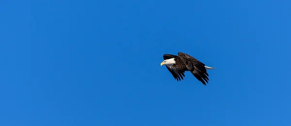 Águila calva audaz — Foto de Stock