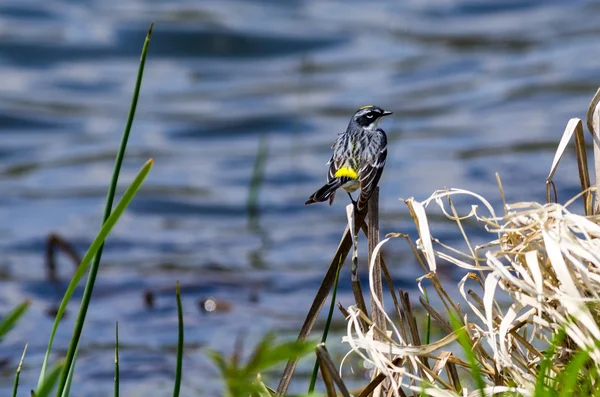 Yellow-Rumped Warbler — Stock Photo, Image