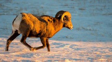 Bighorn koyun Ram Badlands Ulusal Parkı'nda kışın