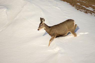 Katır geyiği Doe Badlands Ulusal Parkı'nda karda