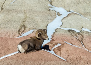 Bighorn koyun ram