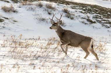 Katır geyiği Buck Badlands Ulusal Parkı'nda karda