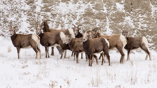 群的大角羊冬季在荒地国家公园 — 图库照片