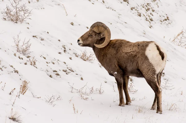 Bighorn Sheep Ram in Winter in Badlands National Park — Stock Photo, Image