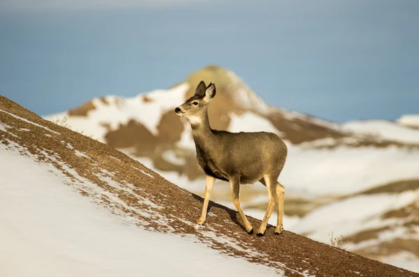 Mule Deer Doe na neve em Badlands National Park — Fotografia de Stock