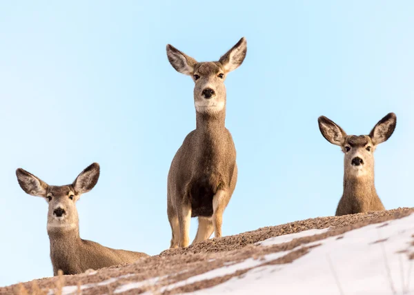Trio of Mule Deer Does on a Snow-Covered Hill — Stock Photo, Image