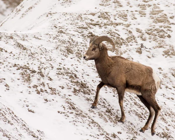 Bighorn Sheep Ram in Winter in Badlands National Park — Stock Photo, Image