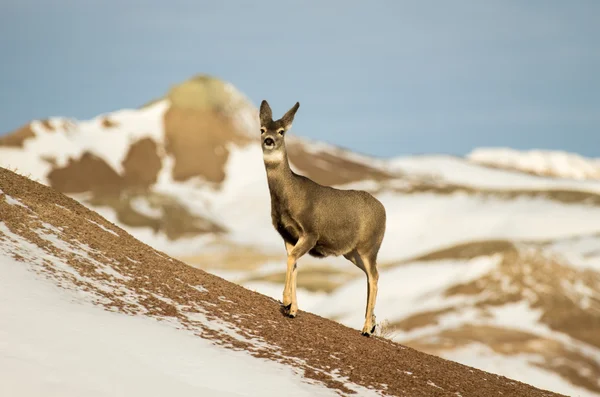 Maultierhirsche im Schnee im Badlands-Nationalpark — Stockfoto