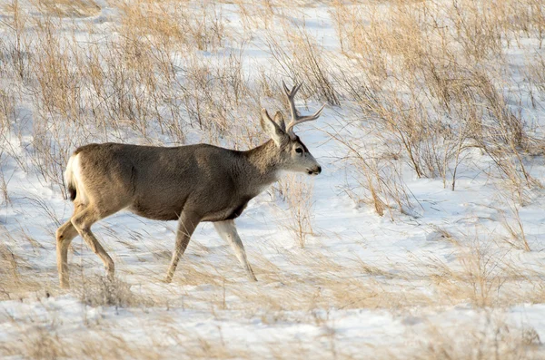 Mule Deer Buck in the Snow — Stock Photo, Image